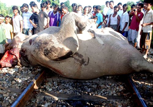 MUEREN 7 ELEFANTES TRAS SER ARROLLADOS POR UN TREN