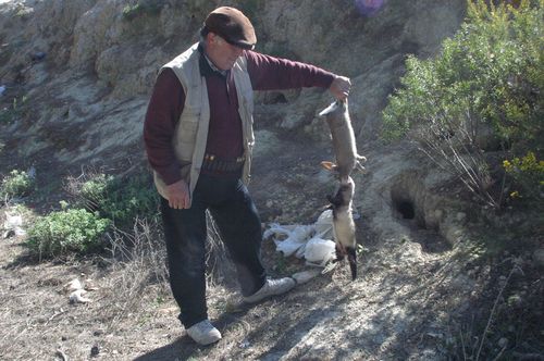 hurones_caza_conejos_vías_tren