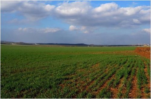 cultivo_en_la_vega_antequera