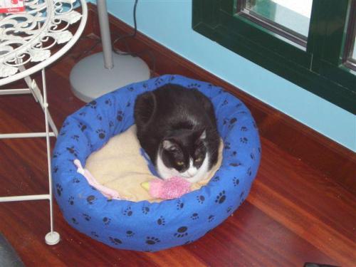 pirulina.descansa-en-su-nuevo-hogar