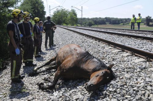 RESTABLECIDO EL TRÁFICO FERROVIARIO TRAS ATROPELLO DE DOCE CABALLOS EN GIRONA