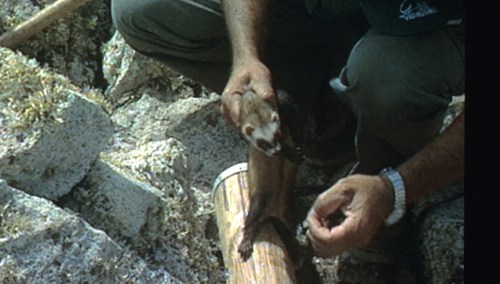 caza-conejo-con-huron