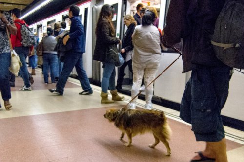usuario-del-metro-lleva-su-perro