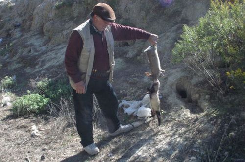 caza-conejos-hurones-vias-tren