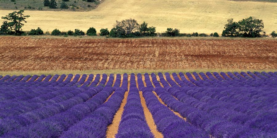 campos-de-lavanda-en-grasse